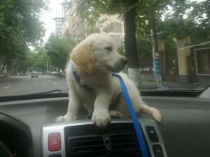 Vand Pui GOLDEN RETRIEVER superbi 0720318262