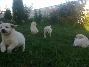 Vand Pui GOLDEN RETRIEVER superbi 0720318262