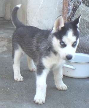 Vand pui Husky siberian