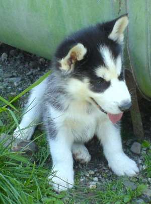 Vand pui Husky siberian