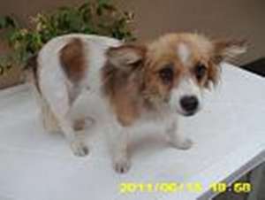 Catelusa metis,    talie mica,    pt adoptie
