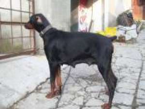 Vand catei dobermann