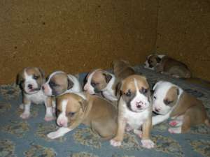 Vand puii Amstaff