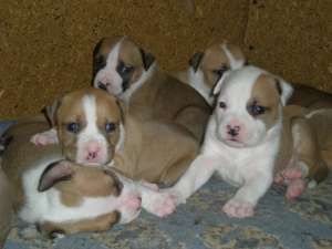 Vand puii Amstaff