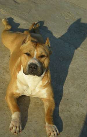 Vand puii Amstaff