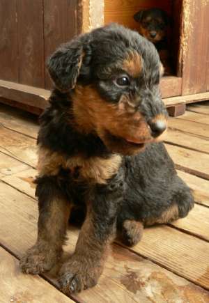 Airedale Terrieri de vanzare
