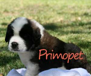 Vanzari Saint Bernard