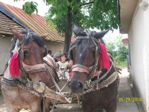 vand o pereche