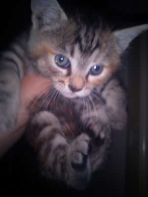 donez pisicute