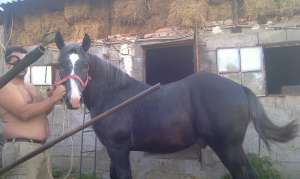 cal de vanzare