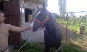 cal de vanzare