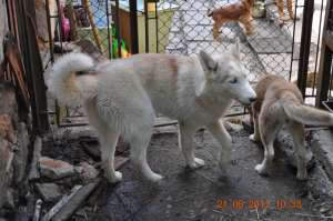 VAND HUSKY SIBERIAN