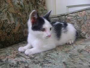 Audry, pisicuta alb-negru foarte eleganta