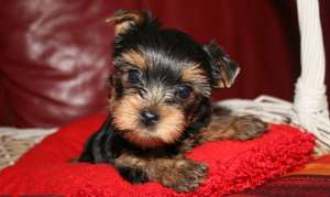 vand yorkshire terrier toy