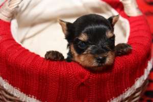 vand yorkshire terrier toy