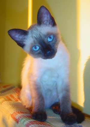 Vand pisica Ragdoll - Varsta: 3 luni