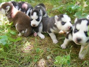 vand 3 pui husky, rasa pura,  varstan 5 saptamani