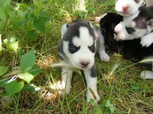 vand 3 pui husky, rasa pura,  varstan 5 saptamani