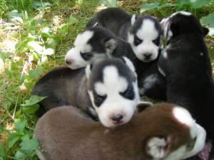 vand 3 pui husky, rasa pura,  varstan 5 saptamani