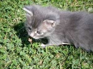 Ofer spre adoptie 7 mitisori