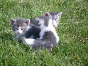 Ofer spre adoptie 7 mitisori