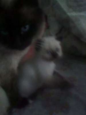 Pisicute birmaneze ne cautam casa!