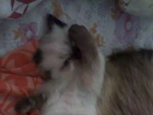 Pisicute birmaneze ne cautam casa!