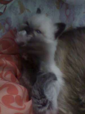 Pisicute birmaneze ne cautam casa!