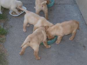 Vand pui de Labrador