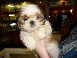 VAND PUI SHIHTZU