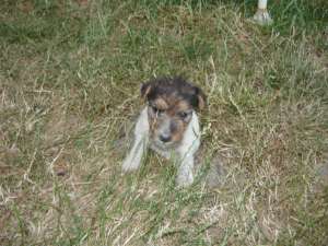 Vand pui fox terrier