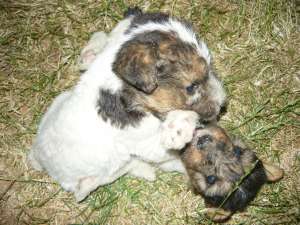 Vand pui fox terrier