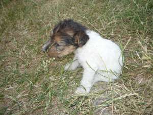 Vand pui fox terrier