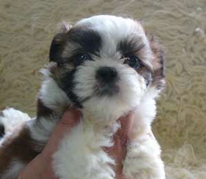 SHIH-TZU de vanzare