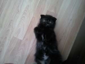 Vand pisica Scottish Fold