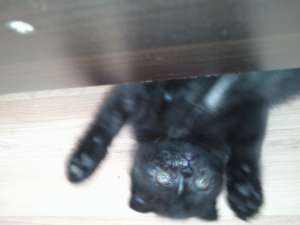 Vand pisica Scottish Fold