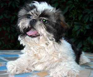 pui shih-tzu de vanzare