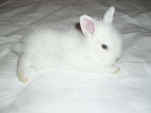 Vand iepurasi pitici din rasele angora,   cap de leu si angora berbecat 0762648876
