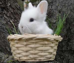 Vand iepurasi pitici din rasele angora,   cap de leu si angora berbecat 0762648876