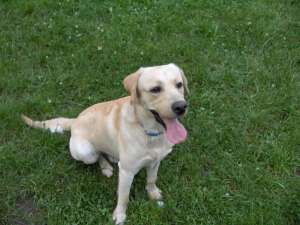 Caut femela LABRADOR pt monta