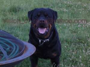 Pui Rottweiler de exceptie