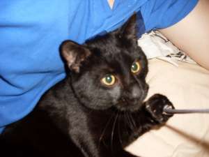 Ofer spre adoptie pisica motanel Bombay Urgent !