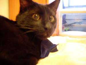 Ofer spre adoptie pisica motanel Bombay Urgent !