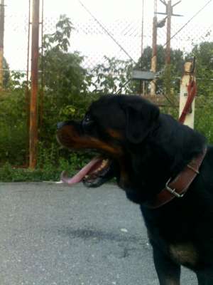 PUI  ROTTWEILER  CU PEDIGREE