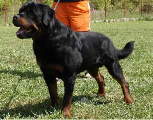 PUI  ROTTWEILER  CU PEDIGREE