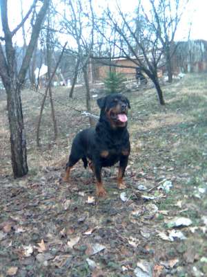 PUI  ROTTWEILER  CU PEDIGREE
