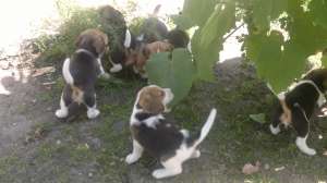 Vand catei Beagle
