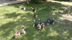 Vand catei Beagle