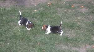 Vand catei Beagle