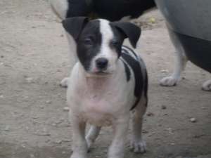 pui amstaff cu pedigree200e